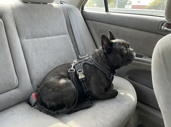 Black French Bulldog curled on a car back seat wearing the black elastic car seat belt
