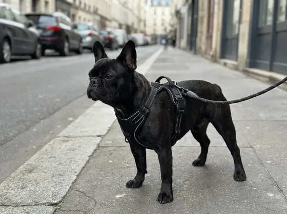 Black French Bulldog on a city pavement wearing the black front-clip no-pull harness