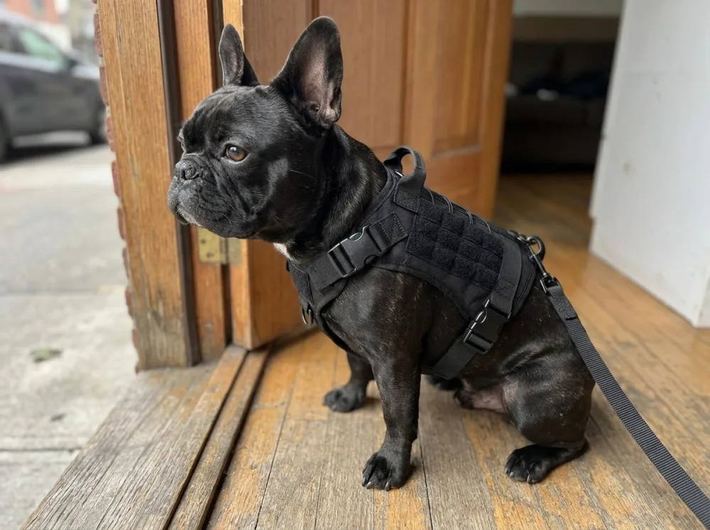 Black French Bulldog on a doorstep wearing the black molle tactical vest