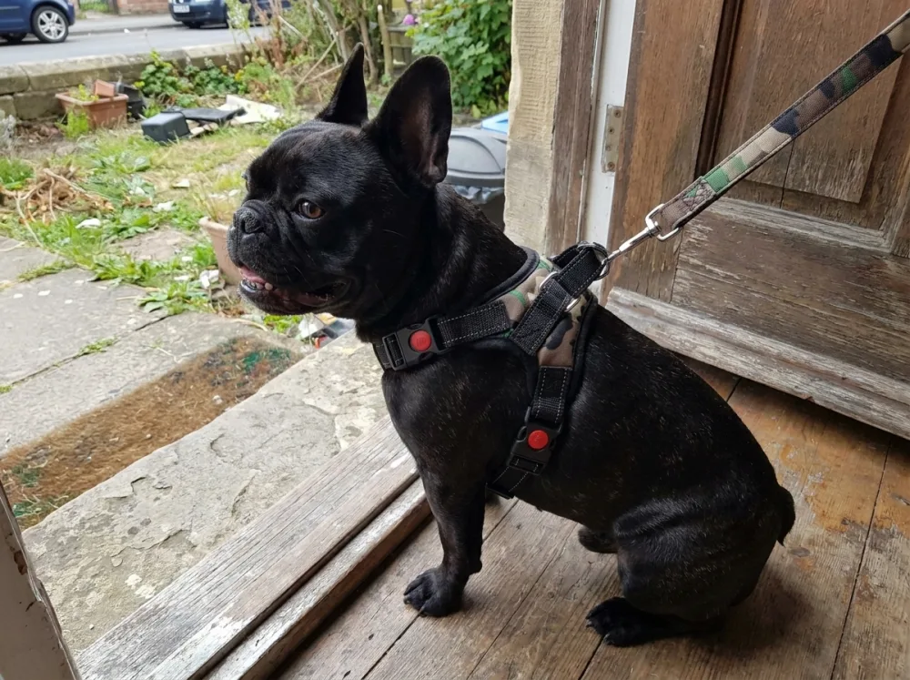 Black French Bulldog on a doorstep wearing the camo green camo escape-proof harness