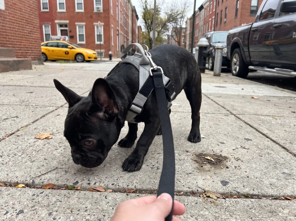 Black French Bulldog in a grey reflective harness on a city street at dusk
