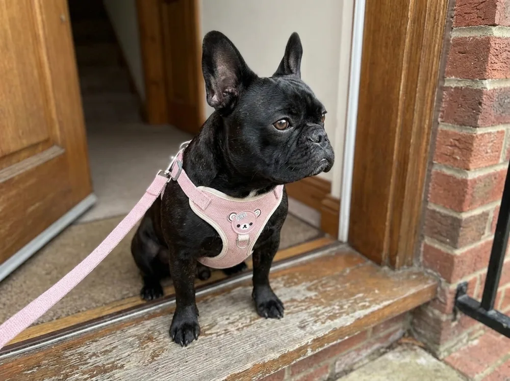 Black French Bulldog on a doorstep wearing the pink knitted vest harness