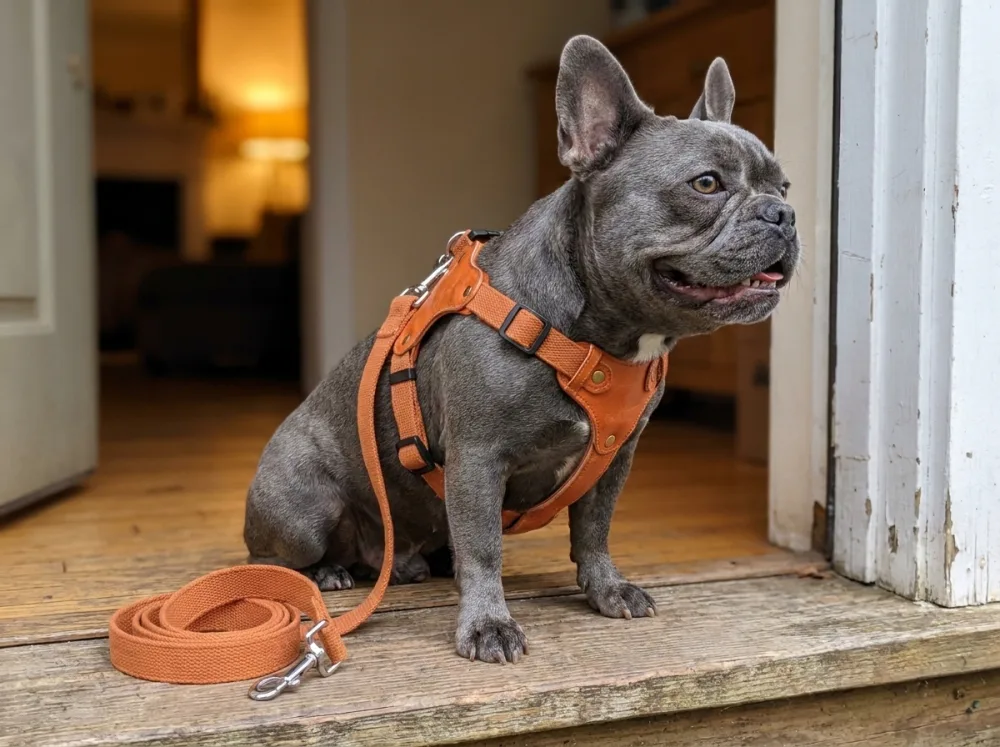 Blue-grey French Bulldog on a doorstep in a brown Y-harness with a leather shoulder patch