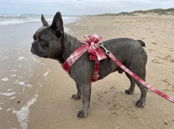 Blue-grey French Bulldog on a beach wearing the burgundy plaid bow harness