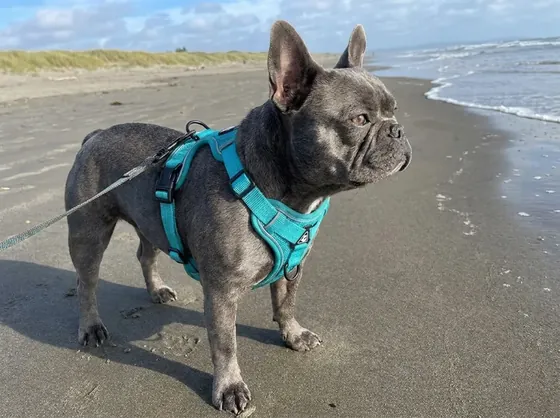 Blue-grey French Bulldog on a beach wearing the lake blue step-in harness