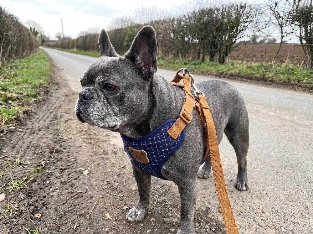 Blue-grey French Bulldog in the navy plaid step-in harness, the pull sitting across his chest, not his neck.
