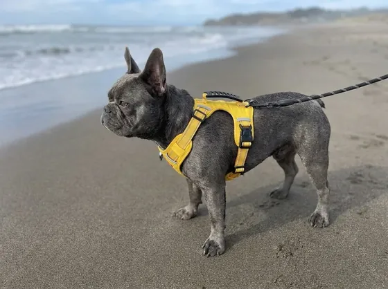 Blue-grey French Bulldog on a beach wearing the yellow grip-handle harness