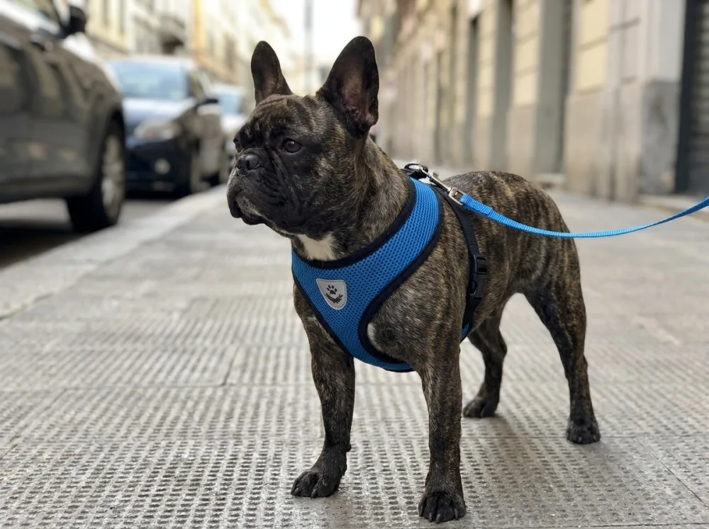 Brindle French Bulldog on a city pavement wearing the blue paw mesh vest