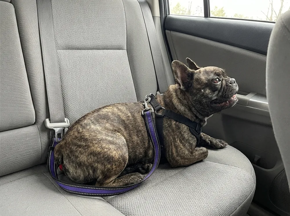 Brindle French Bulldog curled on a car back seat wearing the blue reflective car belt