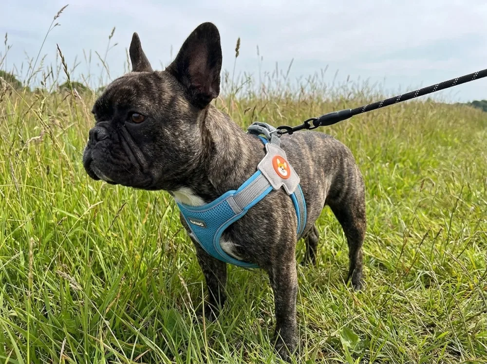 Brindle French Bulldog in a field wearing a grey and blue Y-shaped step-in harness