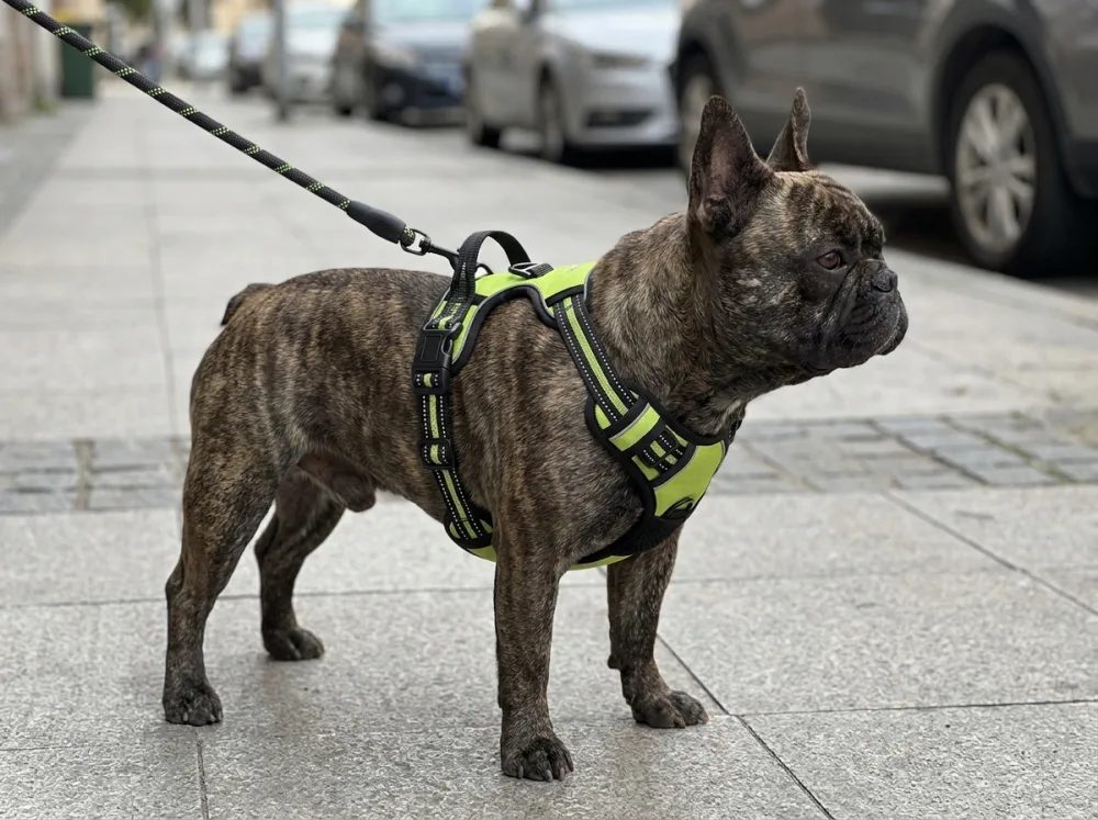 Brindle French Bulldog on a city pavement wearing the green saddle harness