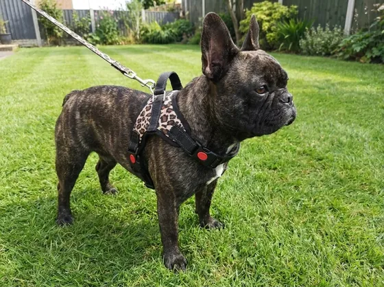 Brindle French Bulldog on a garden lawn wearing the leopard escape-proof harness