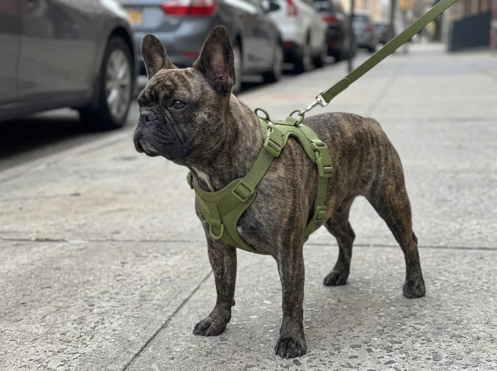 Brindle French Bulldog on a city pavement wearing the olive green four-piece harness set