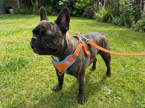 Brindle French Bulldog on a garden lawn wearing the orange suede step-in harness