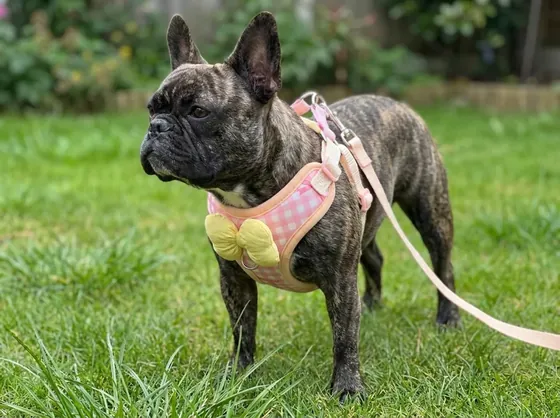 Brindle French Bulldog on a garden lawn wearing the pink plaid harness and leash set