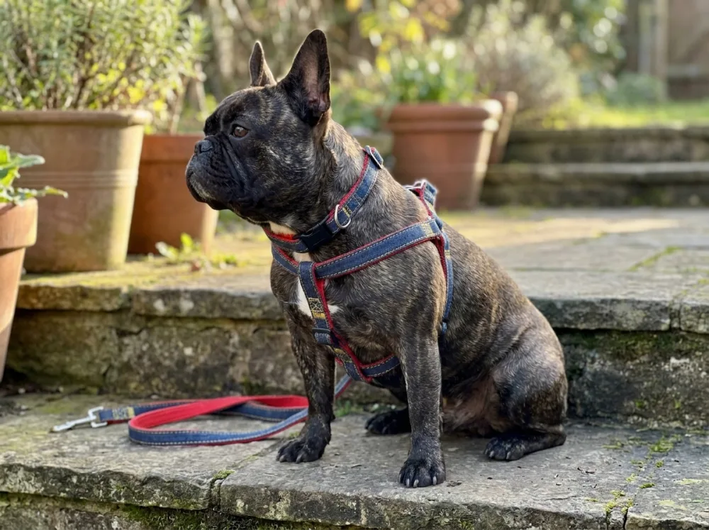 Brindle French Bulldog sitting on garden steps in a red denim harness and matching collar