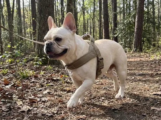 Cream French Bulldog on a woodland trail wearing the khaki tactical harness