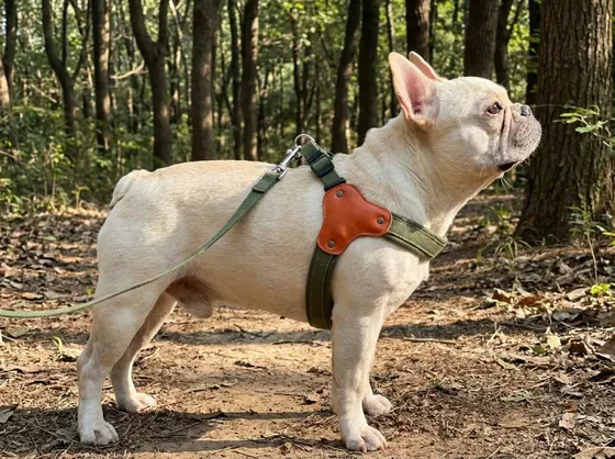 Cream French Bulldog on a forest path in an olive Y-harness with a tan leather shoulder patch