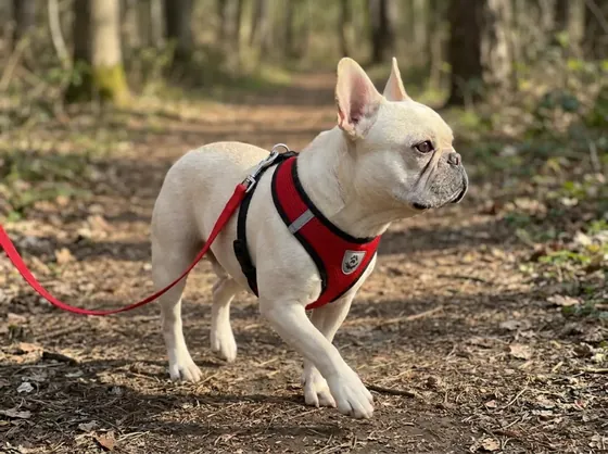 Cream French Bulldog on a woodland trail wearing the red plain mesh step-in
