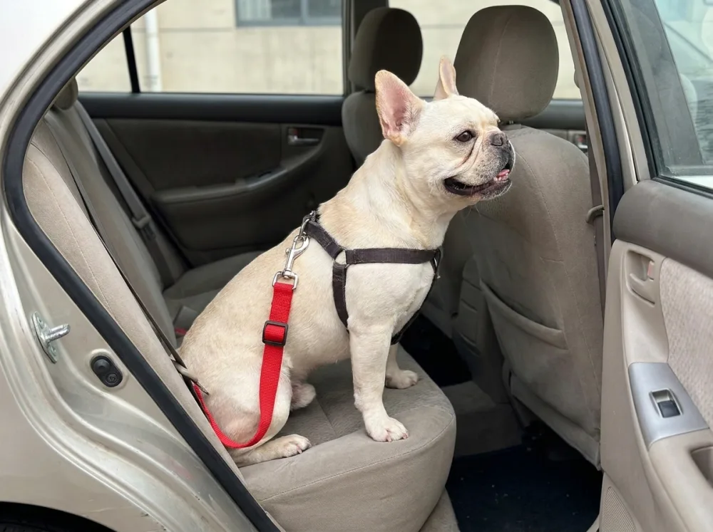 Cream French Bulldog on a car back seat wearing the red soft car belt