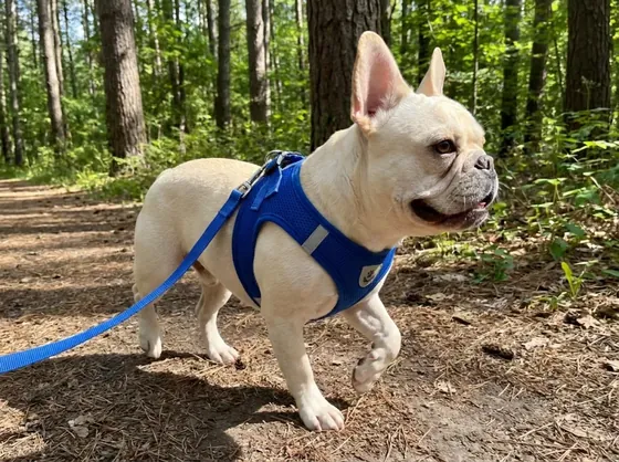 Cream French Bulldog on a woodland trail wearing the royal blue mesh harness
