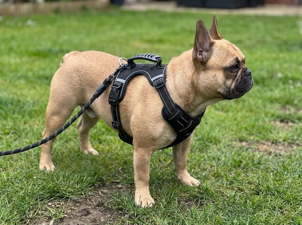 Fawn French Bulldog on a garden lawn wearing the black grip-handle harness