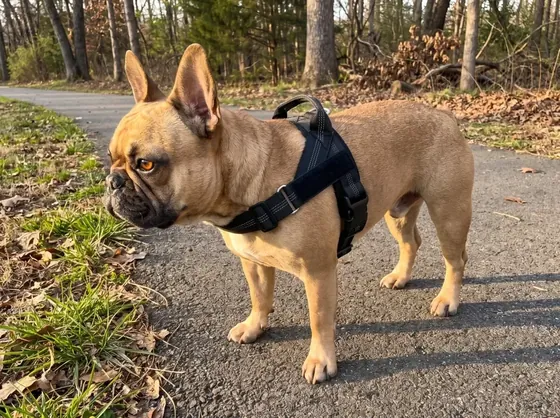 Fawn French Bulldog wearing the black Reflective Harness on a park path.