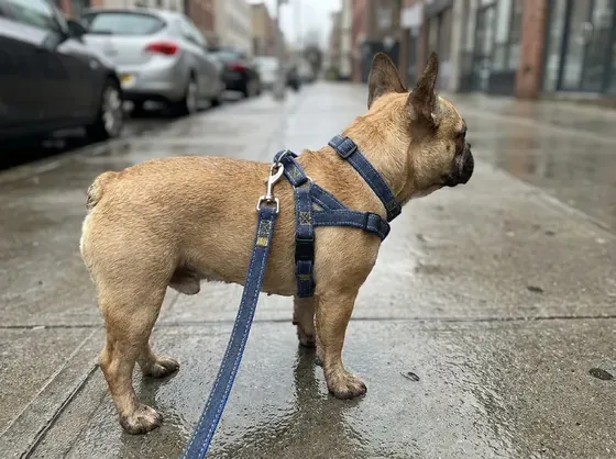 Fawn French Bulldog on a city pavement in a blue denim harness with matching collar and leash
