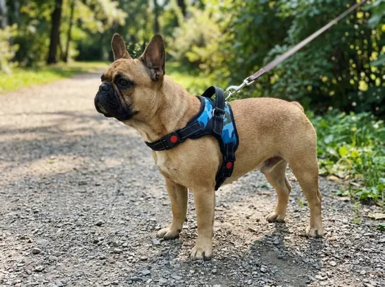 Fawn French Bulldog on a park path wearing the camo blue camo escape-proof harness