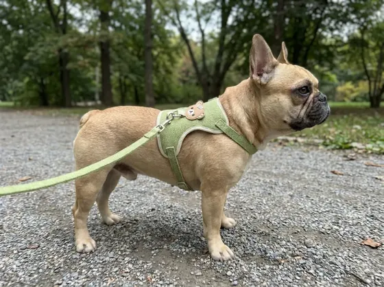 Fawn French Bulldog on a park path wearing the green knitted vest harness