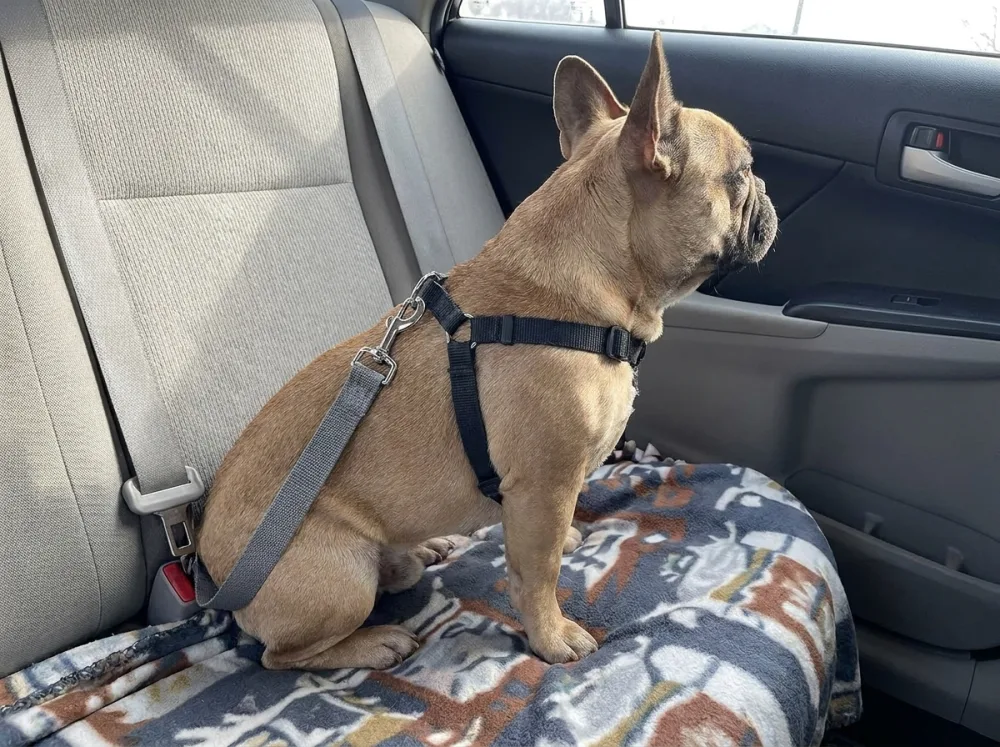 Fawn French Bulldog on a blanket in the car wearing the grey adjustable car tether