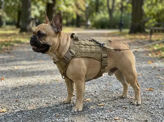 Fawn French Bulldog on a park path wearing the khaki molle tactical vest