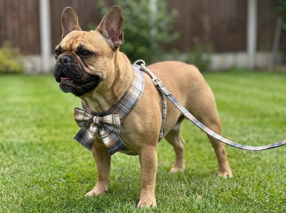 Fawn French Bulldog on a garden lawn wearing the navy plaid bow harness