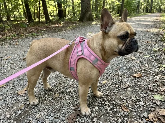 Fawn French Bulldog on a park path wearing the pink puppy harness