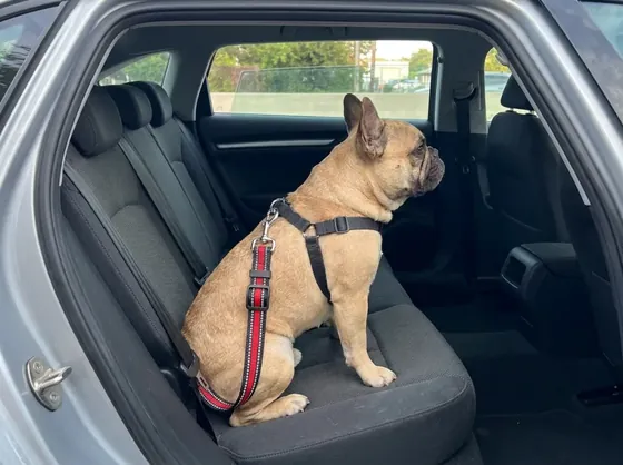 Fawn French Bulldog on a car back seat wearing the red reflective car belt