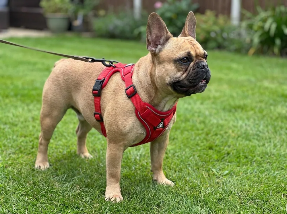 Fawn French Bulldog on a garden lawn wearing the red step-in harness