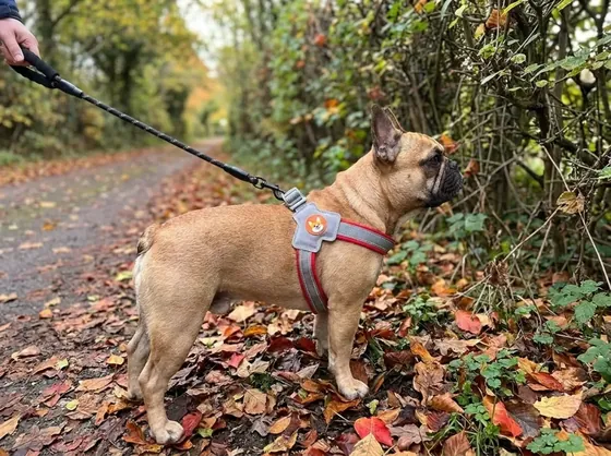 Fawn French Bulldog on an autumn lane in a grey and red Y-shaped step-in harness