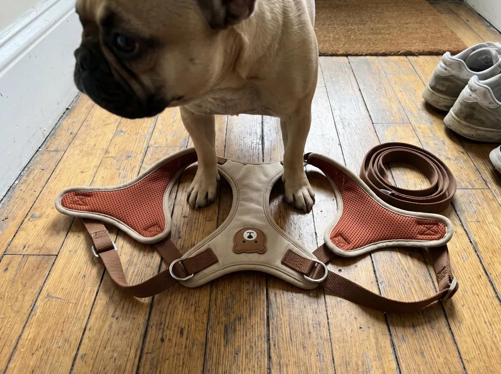 The harness laid open on the floor with the brown leash coiled beside it, a fawn Frenchie stepping into the two openings.
