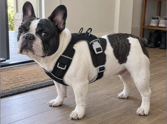 Pied French Bulldog wearing the charcoal Quick-Dry Reflective Harness in a side view.