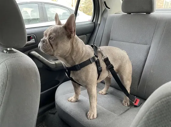 Lilac French Bulldog looking out of a car window wearing the black adjustable car tether