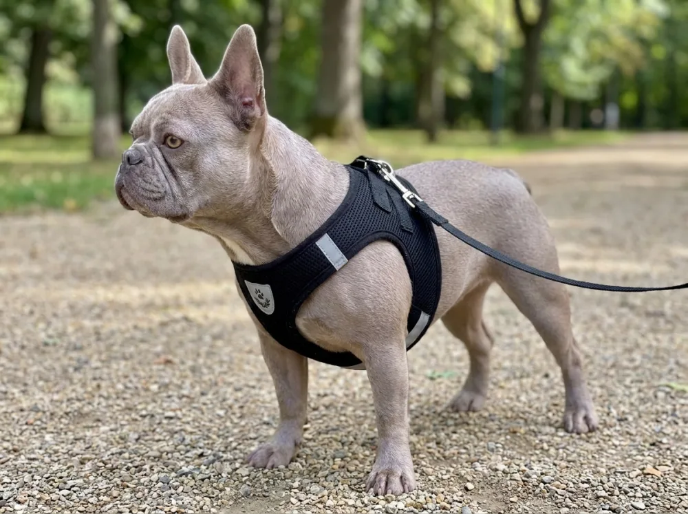 Lilac French Bulldog on a park path wearing the black mesh harness