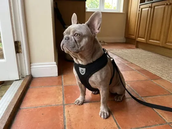 Lilac French Bulldog on a kitchen floor wearing the black paw mesh vest