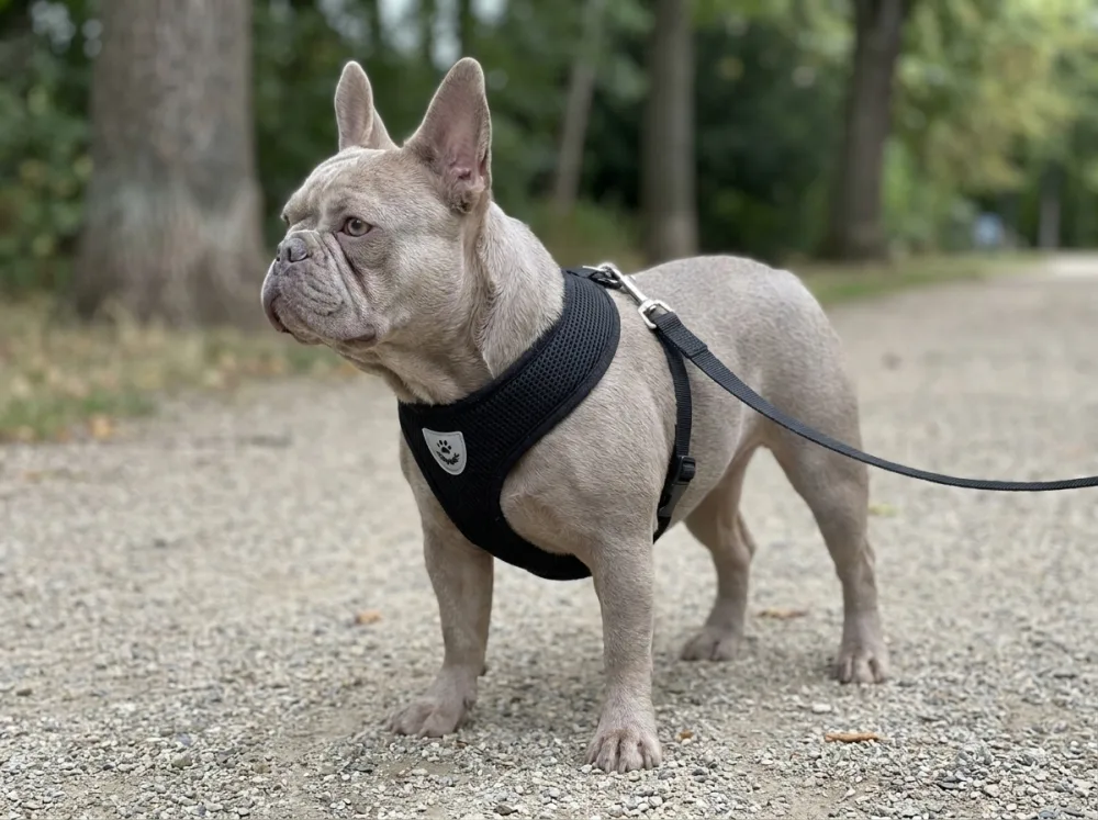 Lilac French Bulldog on a park path wearing the black plain mesh step-in