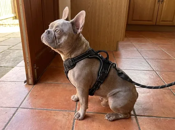 Lilac French Bulldog on a kitchen floor wearing the black saddle harness