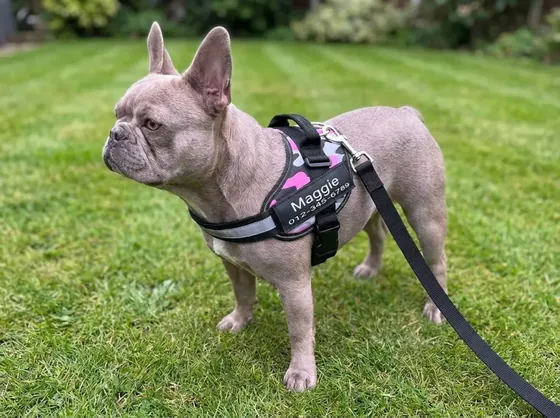 Lilac French Bulldog on a garden lawn wearing the camo pink personalized harness