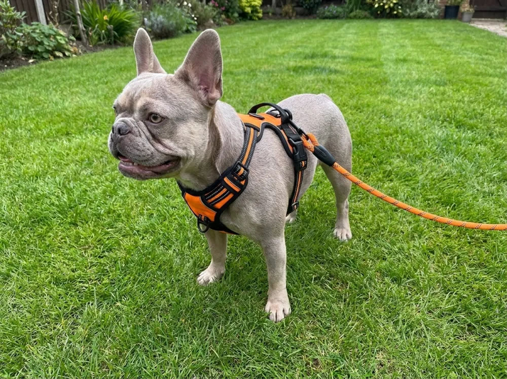 Lilac French Bulldog on a lawn, the orange chest panel sitting wide and low across his chest.
