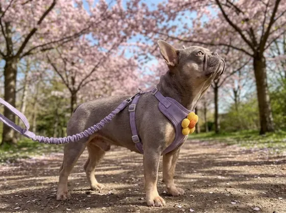 Lilac French Bulldog under blossom in a lilac corduroy harness with a flower on the chest