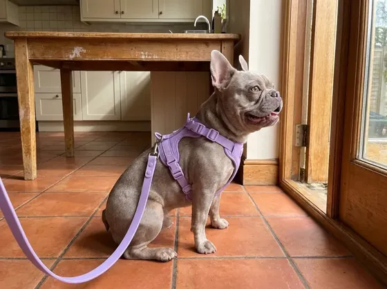 Lilac French Bulldog on a kitchen floor wearing the purple four-piece harness set