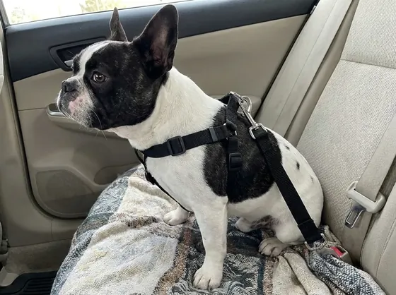 Pied black-and-white French Bulldog on a blanket in the car wearing the black soft car belt