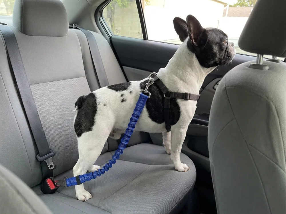 Pied black-and-white French Bulldog looking out of a car window wearing the blue elastic car seat belt